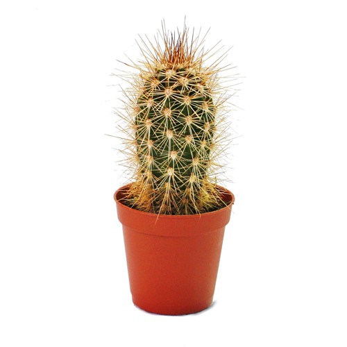 Pachycereus pringley kleine - pachycereus,