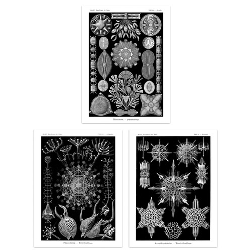 Kieselalgen mikroalgen haeckel - kieselalgen,