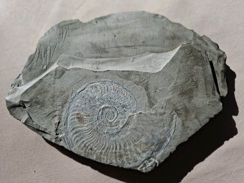 Ammonit fossil auf - fossil,