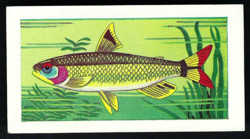 United dairies aquarium fish - united,