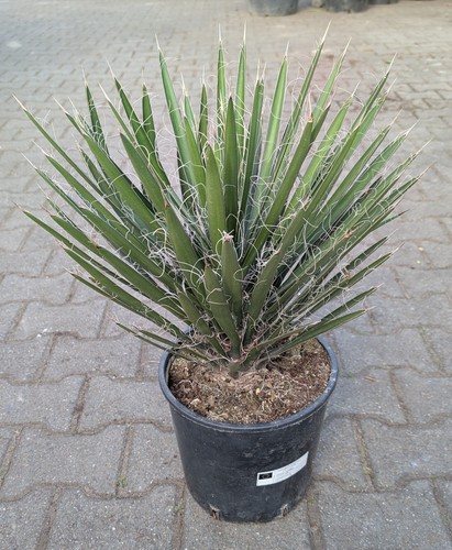 Yucca filifera - yucca,