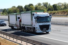 LKW Foto Mercedes-Benz Actros Viehtransporter Deutschland weiß Liemert #k9kq