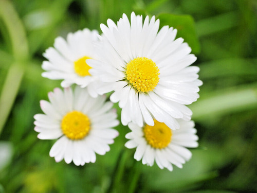 000 samen gänseblümchen - 25.000,