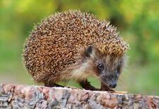 3D Postkarte Igel Tier Motiv Wackel Hologramm Karte Souvenir