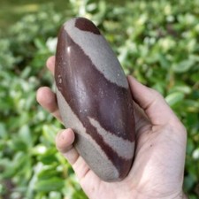 Large 345-350 GRAM NARMADA