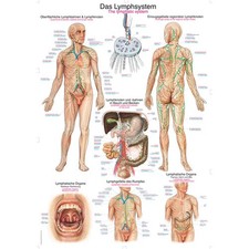 Erler zimmer anatomische - erler,
