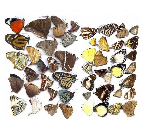 Schmetterlinge taxidermie - schmetterlinge,