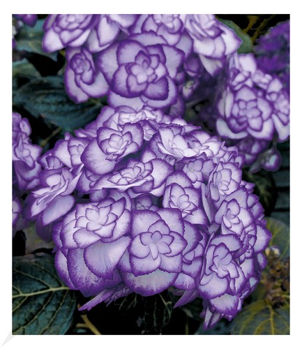 Winterharte freiland hortensie - winterharte, freiland-hortensie