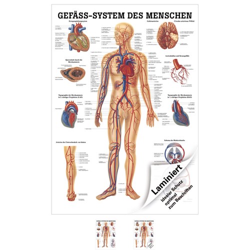 Das gefäßsystem lehrtafel - das,