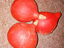 Kürbis hokkaido uchiki - |,