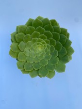 Aeonium tabuliforme