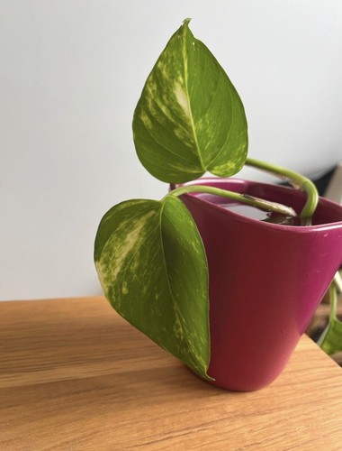 Efeutute - (epipremnum, aureum)