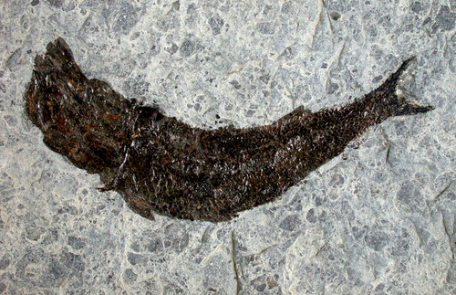 Lias pholidophorus limbatus - lias,