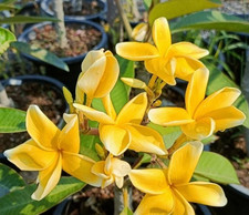 Frangipani Plumeria - Preecha Yellow - frisch aus Thailand eingetroffen -