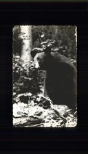 Baeren Black Bear St. Charles 