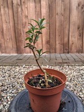 Pre-Bonsai, Buddleja