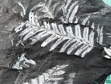 Alethopteris serlii, USA, Pflanzenfossilien/Blätter