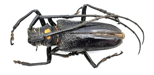 Cerambycidae batocera - cerambycidae,,