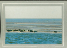 Netherlands - Niederlande - Wattenmeer - Nordsee - Robben - 1991