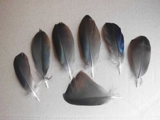 10 kleine Entenfedern ,  9 - 11 cm , Basteln , Floristik