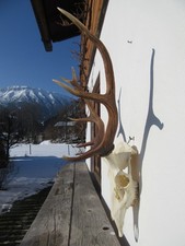 Schönes Hirschgeweih Hirsch