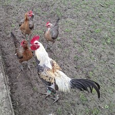 20   Eier, von Modernen Engl