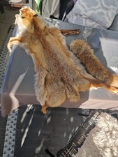 Schöner fuchs winter - schöner, fuchs/winter