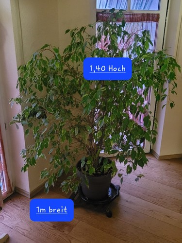 Grosser ficus benjamin - ficus,