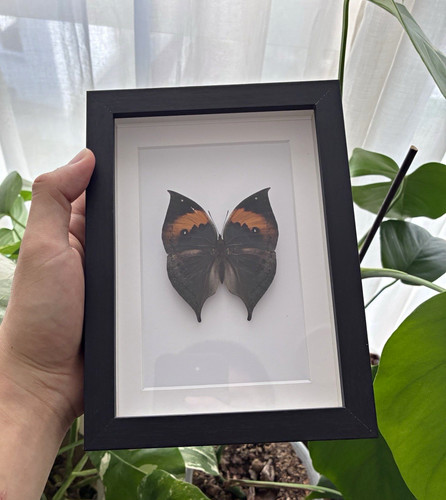 Schmetterling präparat - schmetterling,