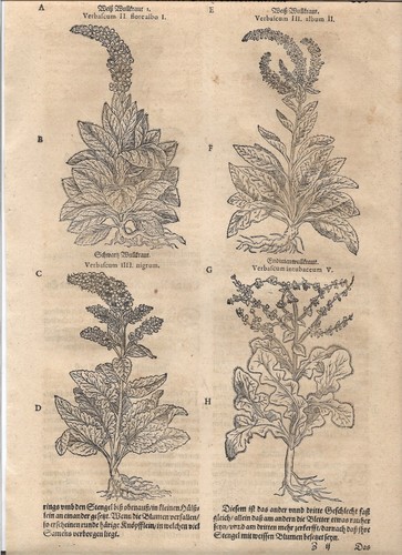 Tabernaemontanus herbarium - j.,