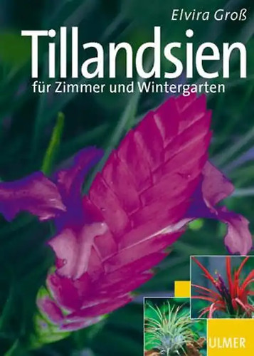 Schöne tillandsien - schöne,