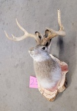 New Jackalope