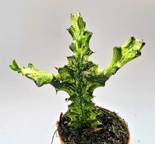 Euphorbia Trigona Variegata -