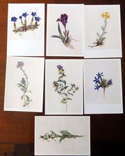 Schönes kleines Konvolut Karten Kunstkarten Pflanzen Blumen, Moritz M. Daffinger