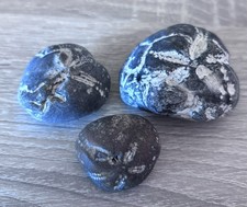 3 x Micraster