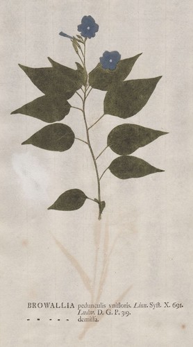 Browallia demissa blume - browallia,