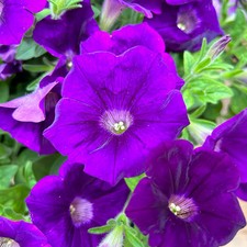 Petunien capella indigo - petunien,