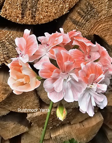 Pelargonie hybrid zonartic - pelargonie,