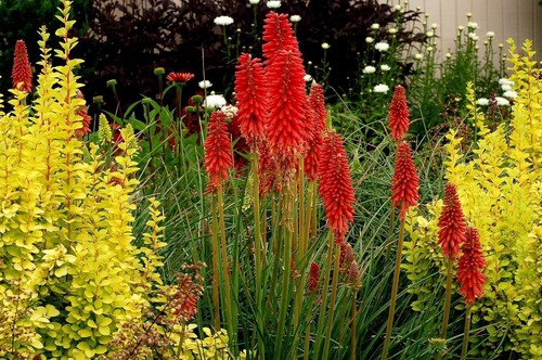 Kniphofia redhot - 1, x