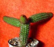 Hildewintera Humkes Röschen 12 cm groß Kaktus