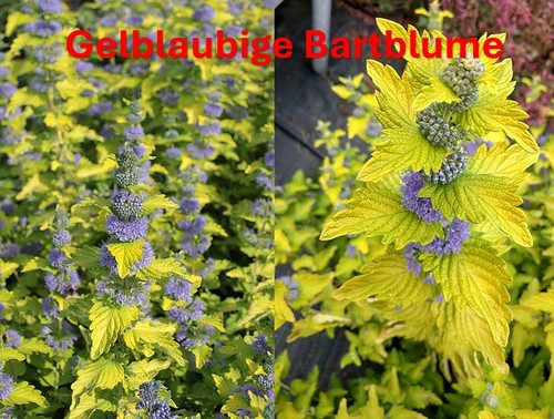 Caryopteris hint gold - of,