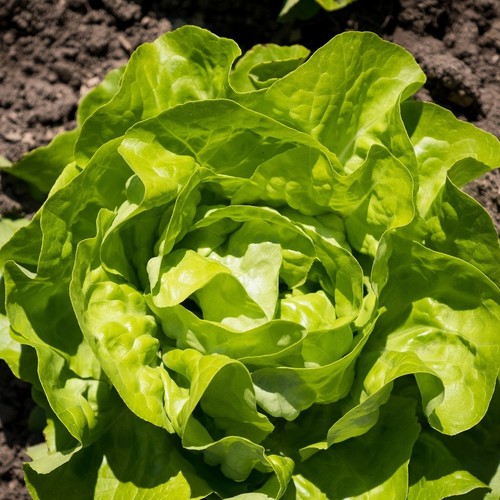 500 samen winterkopfsalat - 500,