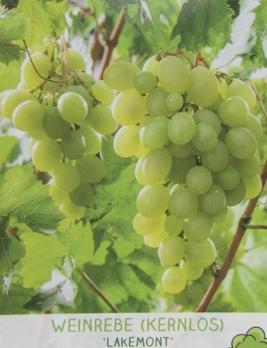Vitis lakemont kernlose - -,