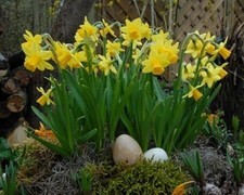 Zwerg-Narzissen 'Tete à Tete' (50/100/500/1000 Blumenzwiebeln) Größe 8/10