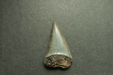 Haizahn Haifischzahn Haizähne  Haifischzähne Fossilien Isurus hastalis 4,4cm