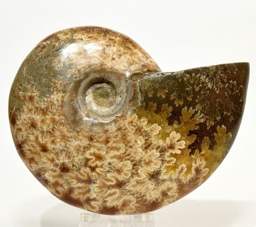 110g ammonit fossil - ammonit,