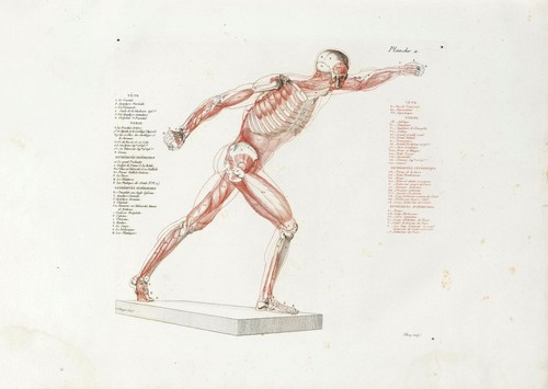 Anatomische studien wandkunst - anatomische,