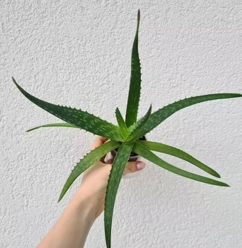Aloe vera pflanze mit - vera/,