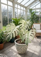 00849a monstera var - monstera, devil