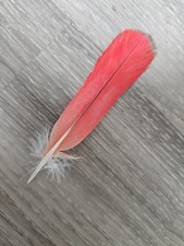 10,5 cm rote ❤ Vogelfeder